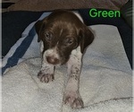 Puppy Green German Shorthaired Pointer