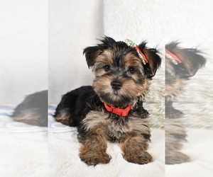 Yorkshire Terrier Puppy for sale in LOWELL, MA, USA