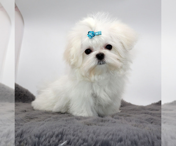 Medium Photo #3 Maltese Puppy For Sale in LOS ANGELES, CA, USA