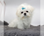 Small #2 Maltese