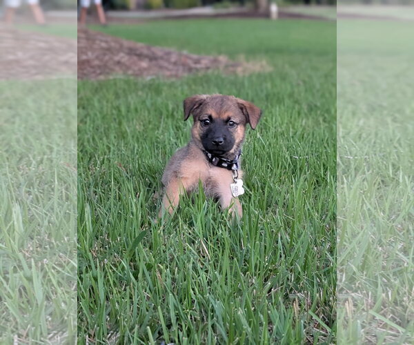 Medium Photo #4 Catahoula Leopard Dog-Unknown Mix Puppy For Sale in Holly Springs, NC, USA