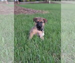 Small #3 Catahoula Leopard Dog Mix
