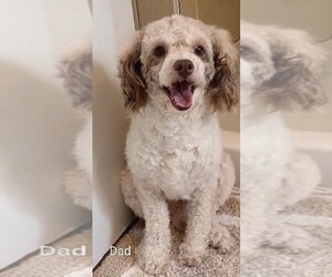 Father of the Maltipoo (Miniature)-Poodle (Miniature) Mix puppies born on 05/03/2026
