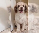 Small Photo #1 Maltipoo (Miniature)-Poodle (Miniature) Mix Puppy For Sale in WEST SACRAMENTO, CA, USA