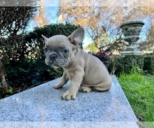 Medium Photo #173 French Bulldog Puppy For Sale in HAYWARD, CA, USA