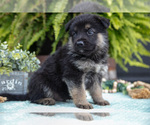Puppy Axel German Shepherd Dog