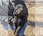 Puppy Dark Green Labradoodle