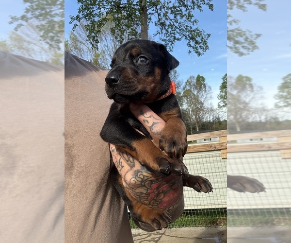Medium Photo #1 Doberman Pinscher Puppy For Sale in NEWTON, NC, USA