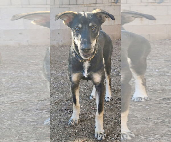 Medium Photo #7 Siberian Husky-Unknown Mix Puppy For Sale in Cedar Crest, NM, USA