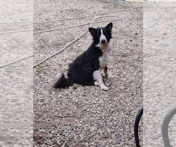 Medium Photo #1 Border-Aussie Puppy For Sale in SACRAMENTO, CA, USA