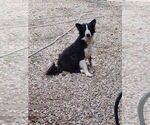 Small Photo #1 Border-Aussie Puppy For Sale in SACRAMENTO, CA, USA