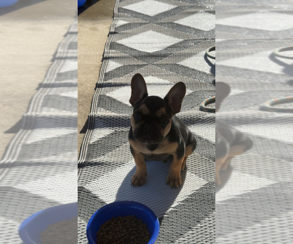Medium Photo #1 French Bulldog Puppy For Sale in ZANESVILLE, OH, USA