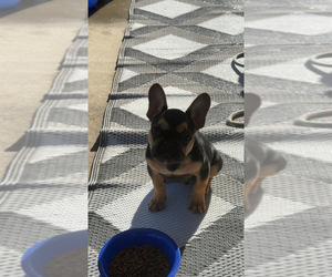 Father of the French Bulldog puppies born on 08/11/2026