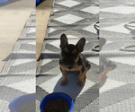 Small Photo #1 French Bulldog Puppy For Sale in ZANESVILLE, OH, USA