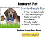 Small #1 Beagle