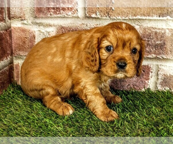 Medium Photo #3 Cavalier King Charles Spaniel Puppy For Sale in MOBERLY, MO, USA