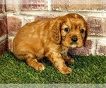 Small #2 Cavalier King Charles Spaniel