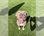 Small #1 American Pit Bull Terrier-American Staffordshire Terrier Mix