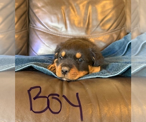 Medium Photo #22 Rottweiler Puppy For Sale in LAFAYETTE, IN, USA