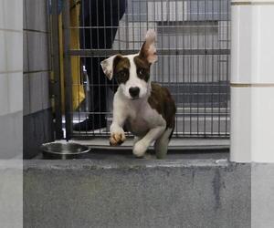 Mutt Dogs for adoption in San Antonio, TX, USA