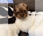 Puppy Bunny Yorkshire Terrier