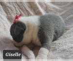 Small Photo #8 Boston Terrier Puppy For Sale in MINERAL WELLS, WV, USA