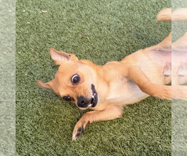 Medium Photo #3 Chihuahua-Unknown Mix Puppy For Sale in Canton, CT, USA