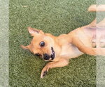 Small #2 Chihuahua Mix