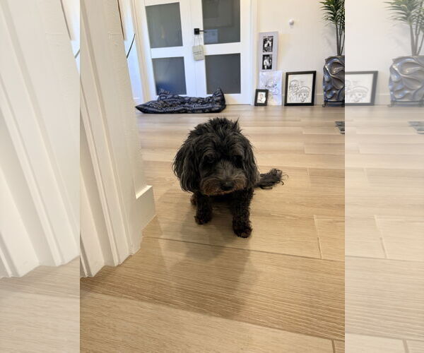 Medium Photo #1 Lhasa Apso-Unknown Mix Puppy For Sale in Corona, CA, USA