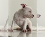 Small Photo #6 American Bully Puppy For Sale in STOCKTON, CA, USA