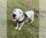 Small Bulldog Mix