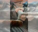 Small Photo #10 Brittany Puppy For Sale in Curwensville, PA, USA