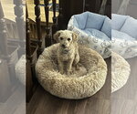 Small #4 Poodle (Toy) Mix