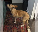 Small #1 Mutt