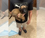 Small #4 Belgian Malinois
