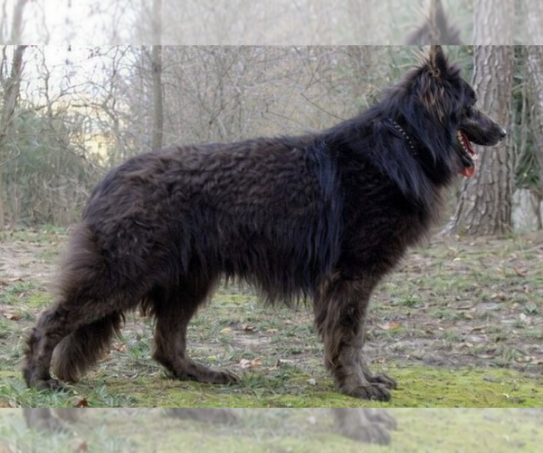 Medium Photo #1 German Shepherd Dog Puppy For Sale in FORT COLLINS, CO, USA