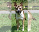 Small #2 Labrador Retriever Mix