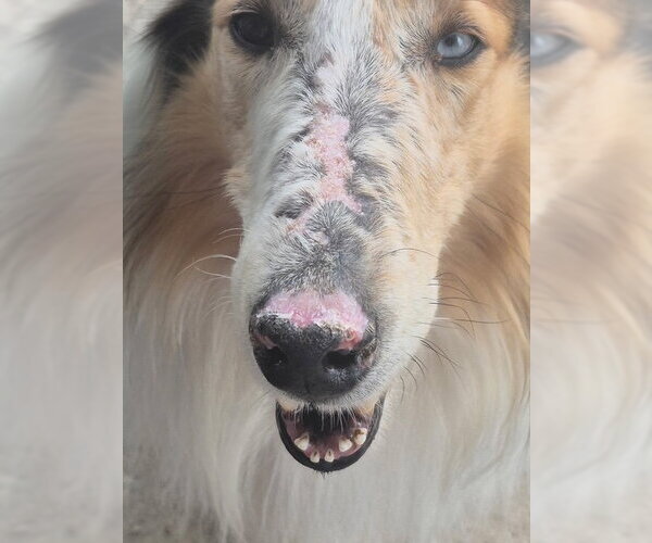 Medium Photo #2 Collie Puppy For Sale in Pueblo West, CO, USA