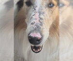 Small #1 Collie