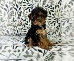 YorkiePoo Puppy for sale in GREENFIELD, IN, USA