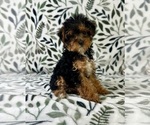 Small YorkiePoo