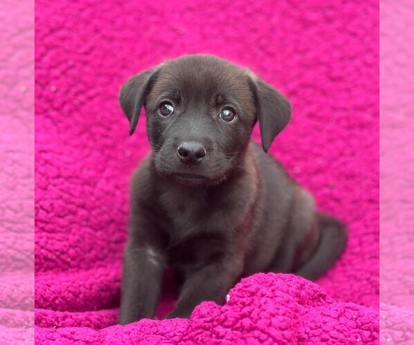Medium Photo #2 Labrador Retriever-Unknown Mix Puppy For Sale in San Diego, CA, USA