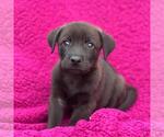 Small #1 Labrador Retriever Mix