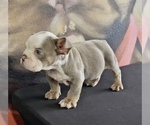 Small Photo #1 English Bulldog Puppy For Sale in LOUISVILLE, KY, USA