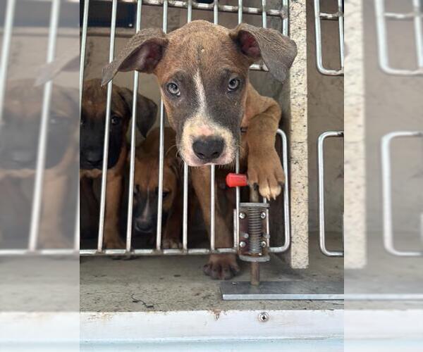 Medium Photo #1 American Pit Bull Terrier-Unknown Mix Puppy For Sale in Oklahoma City, OK, USA