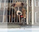 Small American Pit Bull Terrier Mix