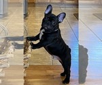 Small Photo #2 French Bulldog Puppy For Sale in BOLIVAR, MO, USA