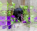 Small Photo #4 Bernedoodle Puppy For Sale in OMAHA, NE, USA