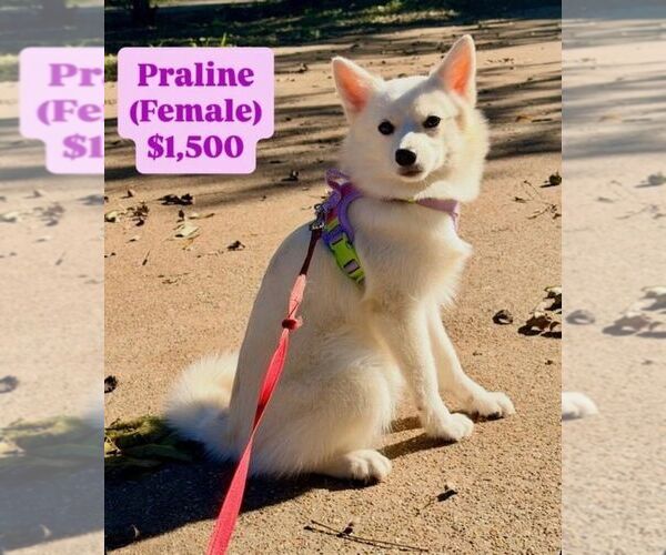 Medium Photo #4 Pomsky Puppy For Sale in SHREVEPORT, LA, USA