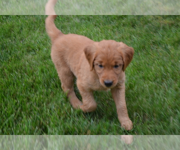 Medium Photo #9 Golden Retriever Puppy For Sale in GREENWOOD, WI, USA